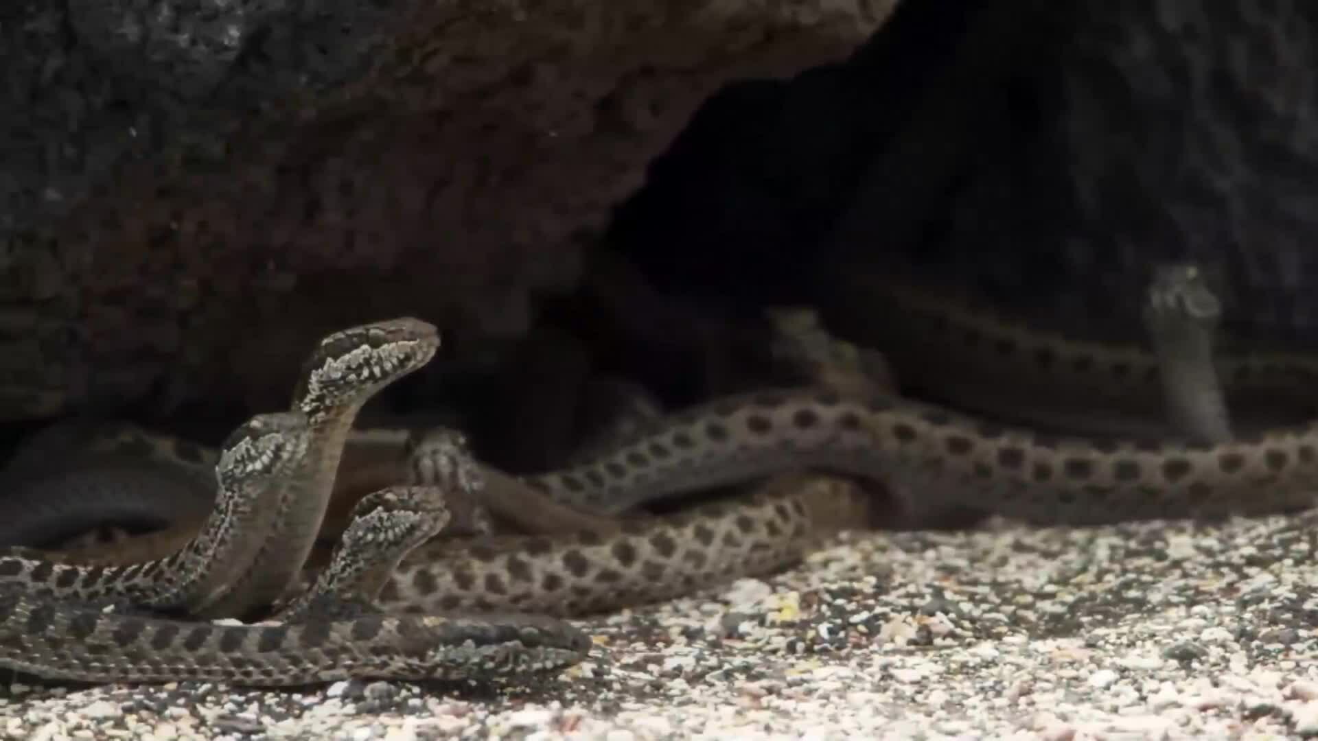 Preview for iguana vs snakesplanet earth ii