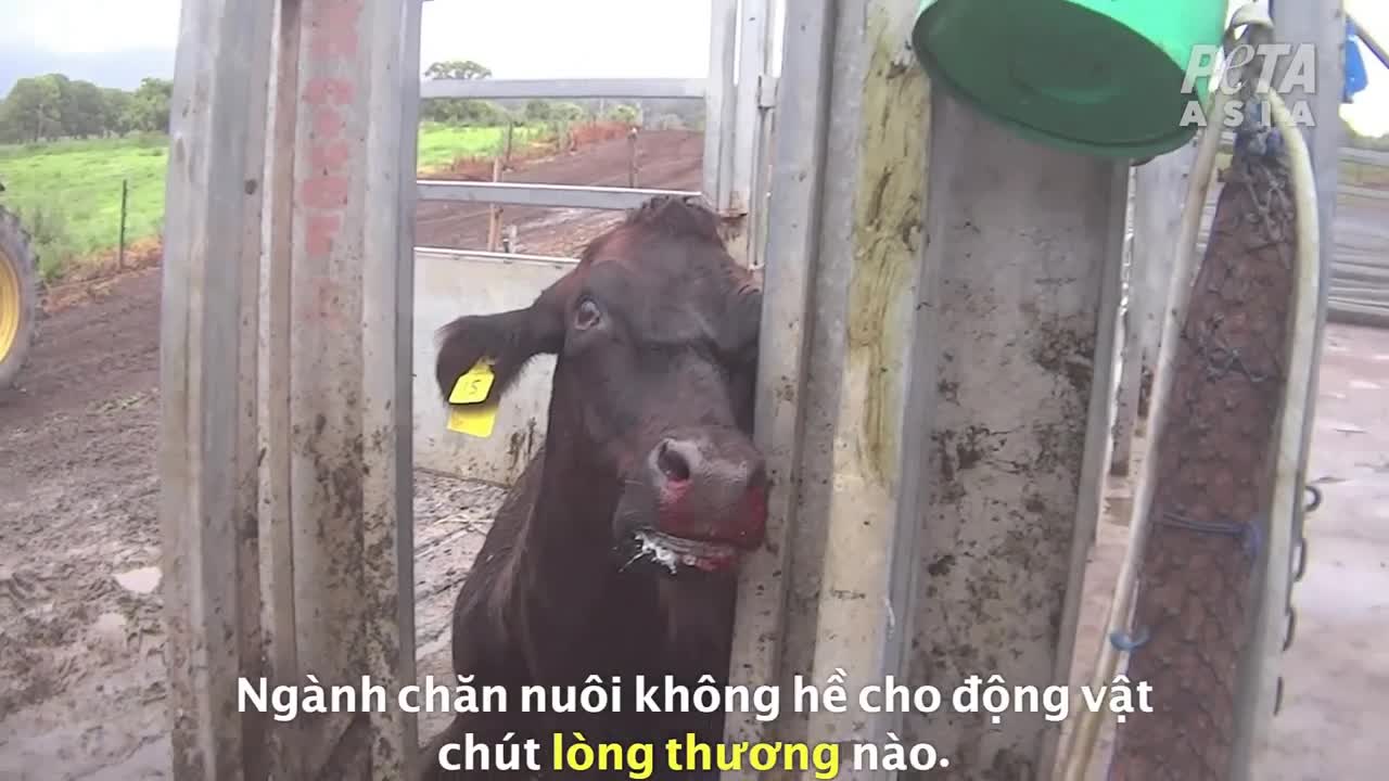 Preview for Họ liên tục bị lạm dụng và bị ngược đãi cho đến khi bị tước bỏ tất cả mọi thứ.…