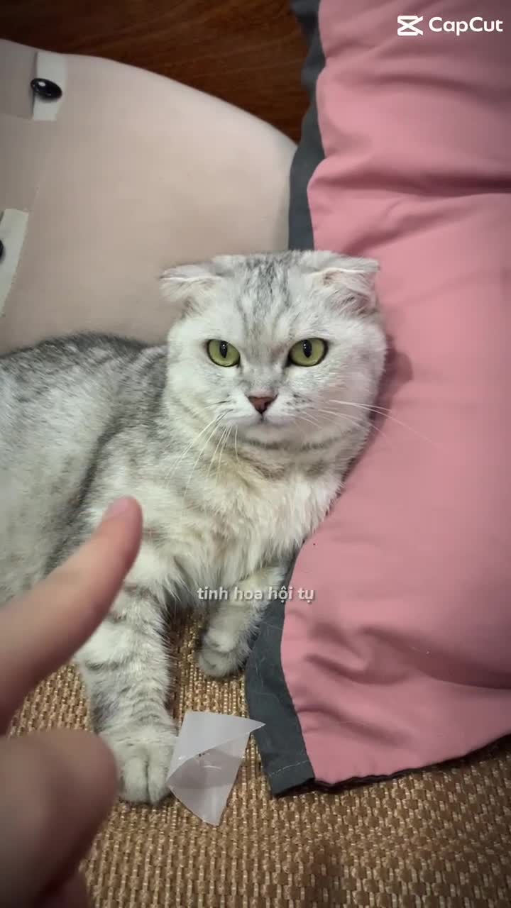 Preview for 54142502