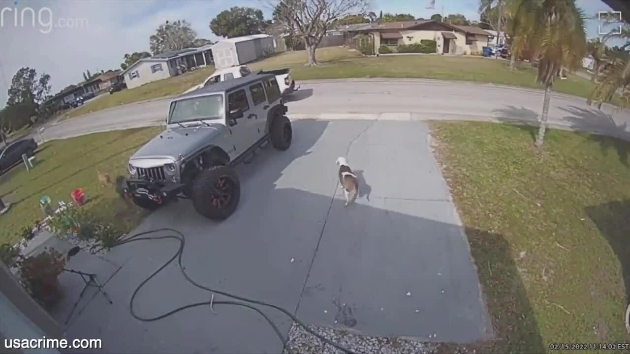 Preview for Bắn chó