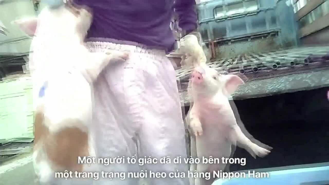 Preview for điều tra mới heo con bị cắt đuôi và bị thiến sống mà không hề có thuốc giảm đau. những bé bị cho …