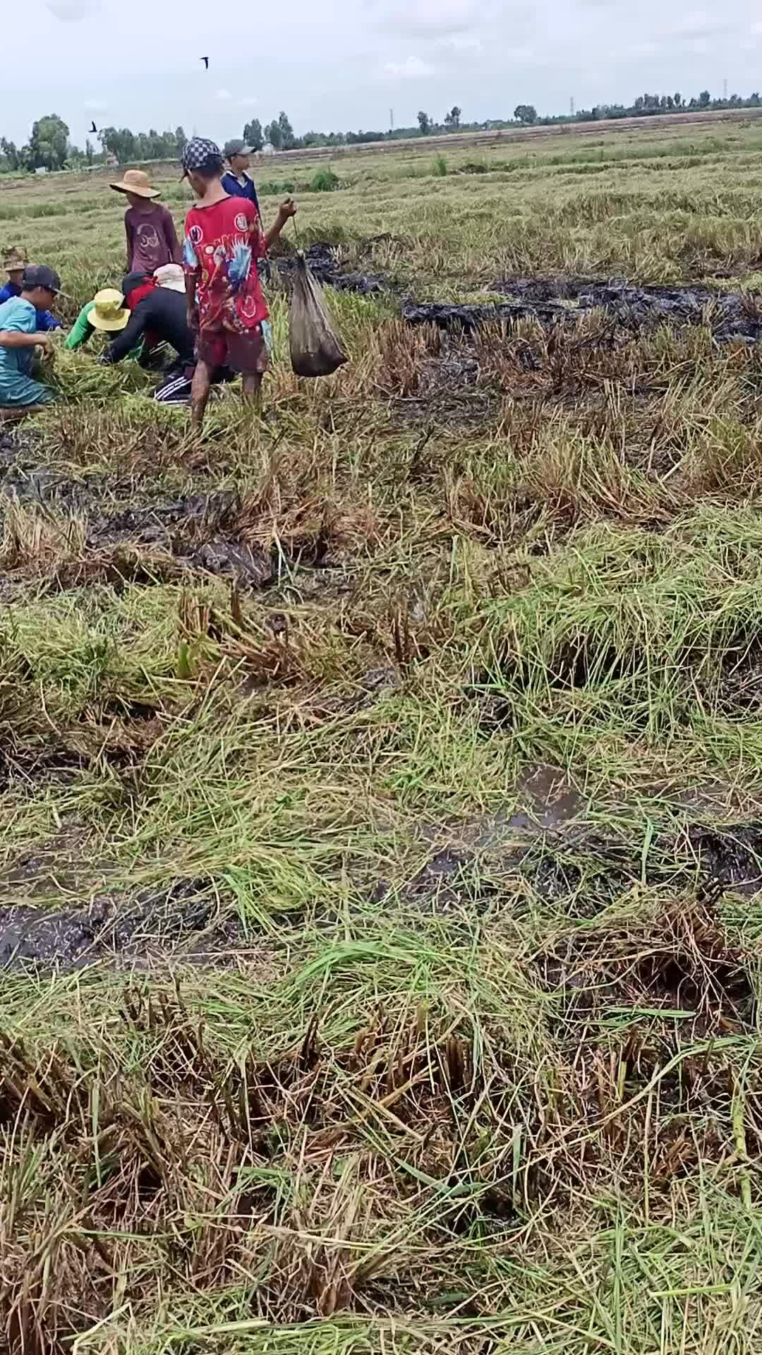 Preview for bắt chuột 2