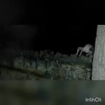 Preview for Soi ếch