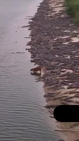 Preview for chuot khong lo ung dung giua dan ca sau 480p