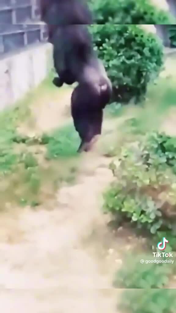 Preview for choc cho