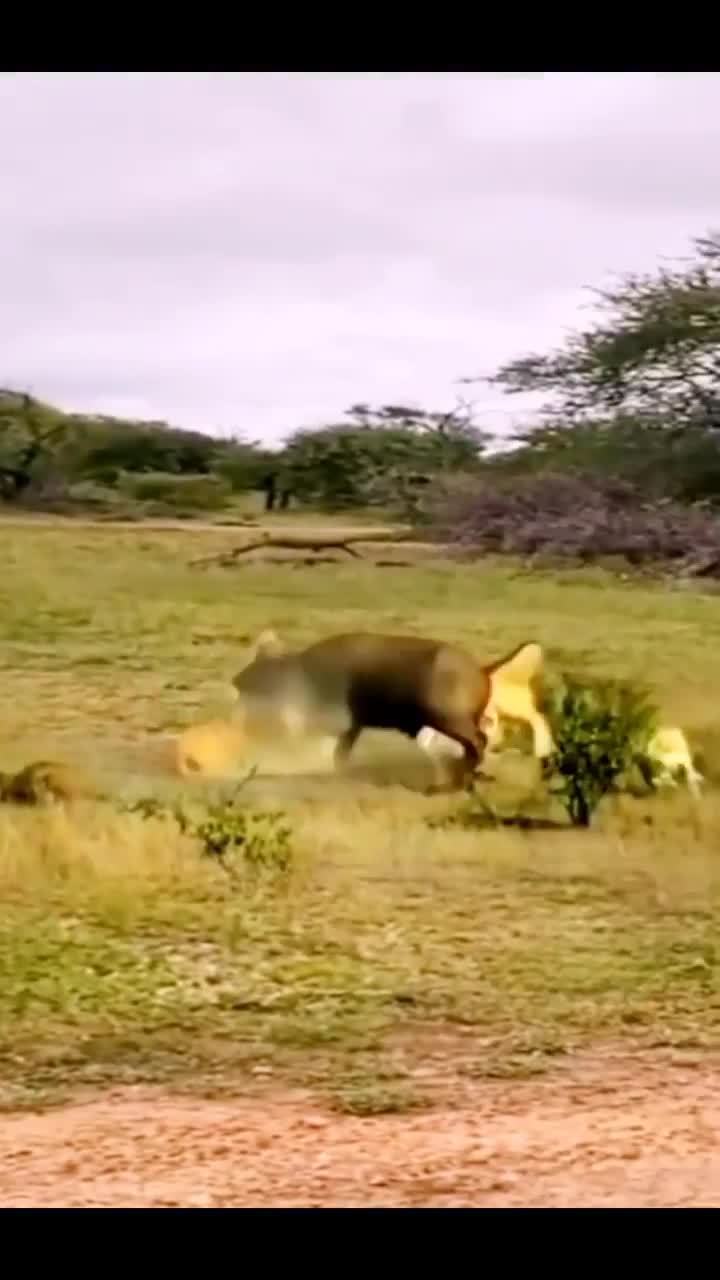 Preview for 28681690