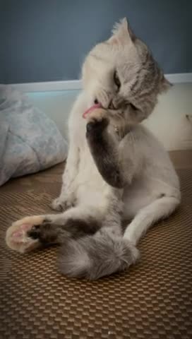 Preview for 81001148