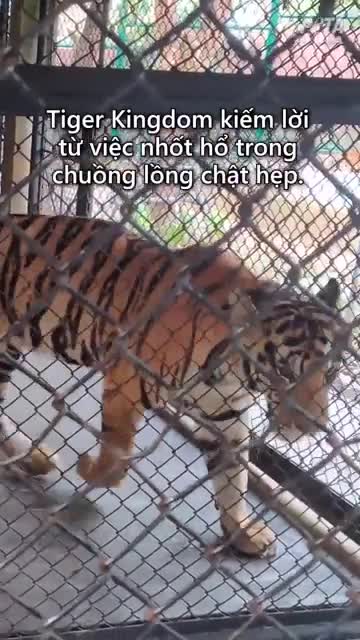 Preview for Bình luận