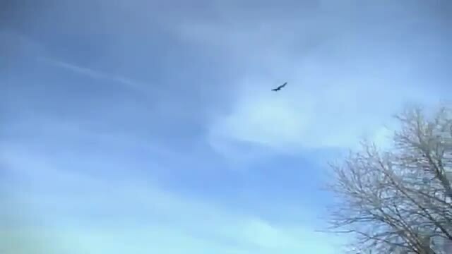 Preview for x2.com đại bàng sà xuống cắp trẻ đi(360p)